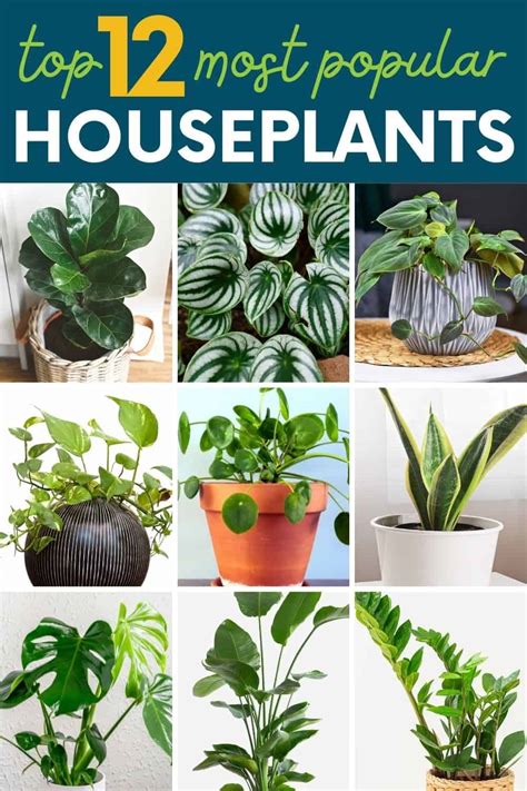 12 Popular House Plants For Your Home - Growfully